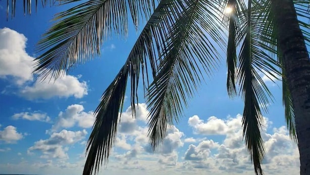 Une plage bordée de palmiers, avec vue sur l’océan.