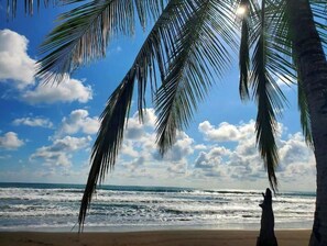 A beach with palm trees and a view of the ocean.