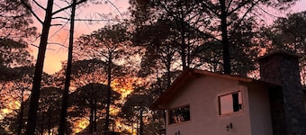 ฟอเรสต์มาจิคมาซามิตลา