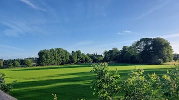 A green field with a clear sky and power lines.