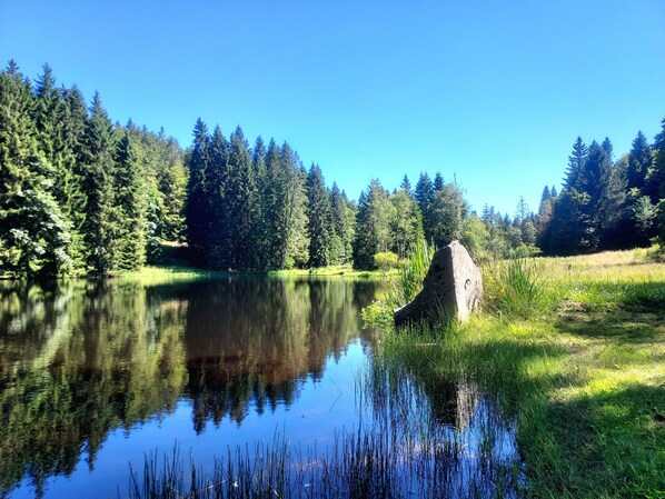 A calm lake surrounded by dense forest and a large rock in the foreground. - Chalet au bord de l'eau en pleine nature près de la montagne et de l'Alsace (Taintrux)
