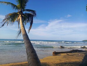 A beach with a palm tree, ocean waves, and a sandy shore. - Hotel Boutique D Angelo (Manzanillo)