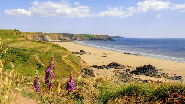 A coastal landscape with a sandy beach, grassy cliffs, and purple flowers in the foreground. - Lower Bushford Cottage (Hasguard, near Dale)