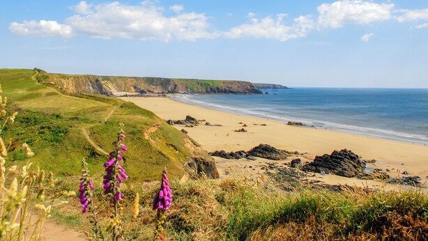 A coastal landscape with a sandy beach, grassy cliffs, and purple flowers in the foreground. - 3 bedroom accommodation in Druidstone Cross - near Nolton Haven (Haverfordwest)
