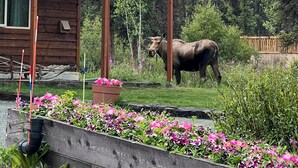 Eine Holzhütte mit einem Balkon, der auf einen Garten blickt, mit einem Elch im Hintergrund.