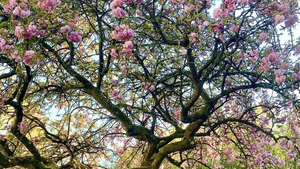 A large tree with pink blossoms in a well-maintained garden with a stone pathway and a grassy area. - Lower House B&B (Craven Arms)