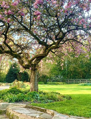 A tree with pink blossoms in a landscaped garden area. - Lower House B&B (Craven Arms)