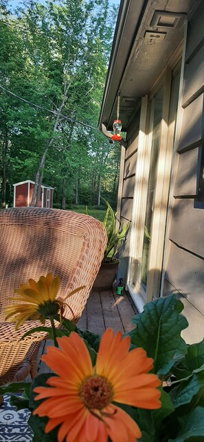 Ein Korbstuhl, ein Topfpflanze und eine Blume in einem Gartenbereich, im Hintergrund ein Haus.