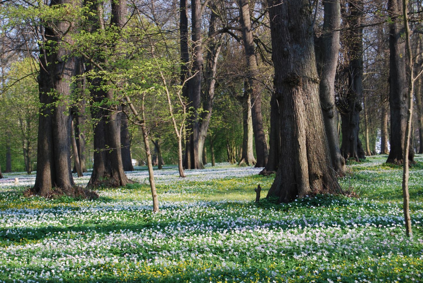 A forest with tall trees and a ground covered in white flowers.