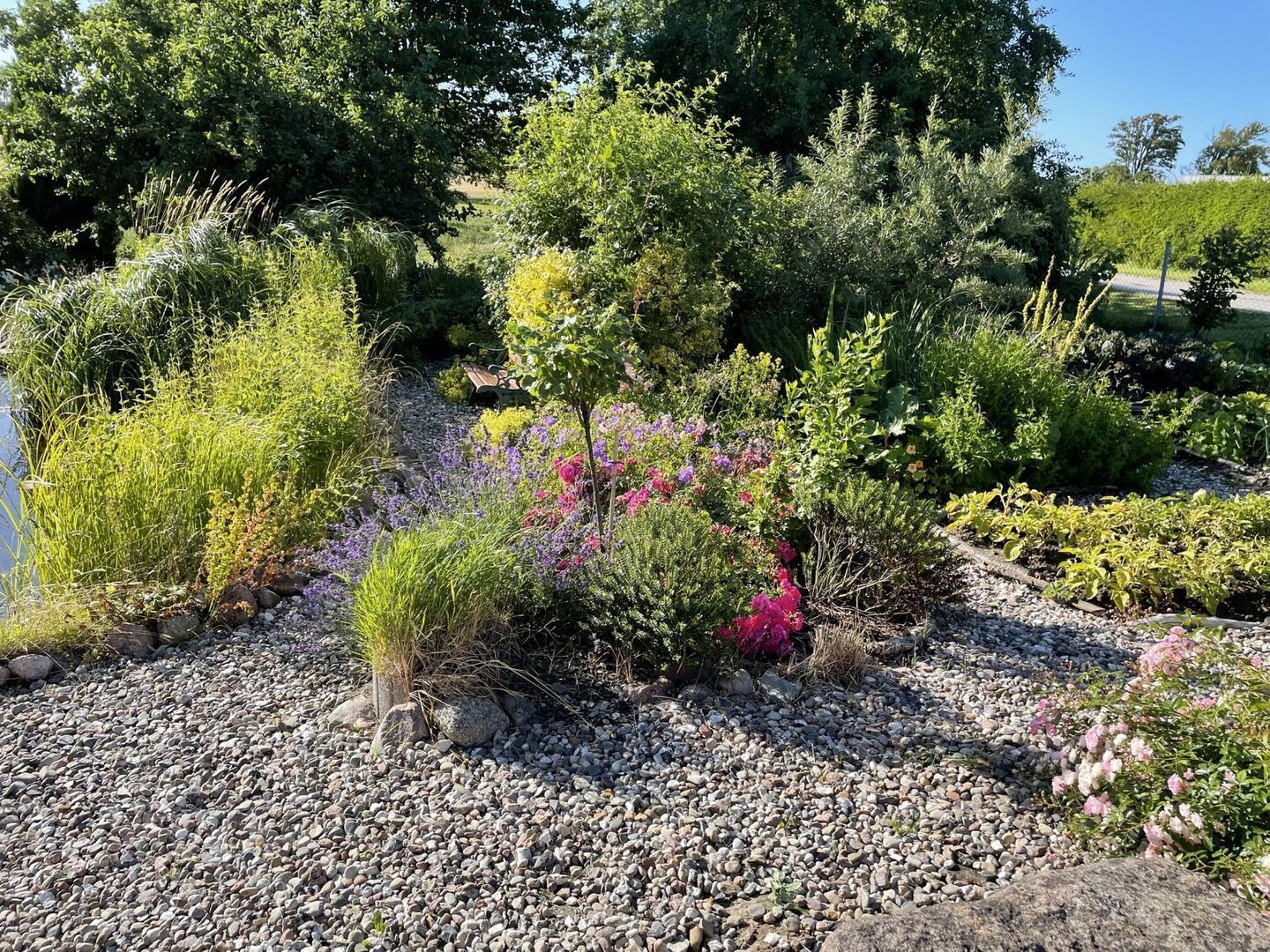 A garden with a variety of plants and a gravel path.