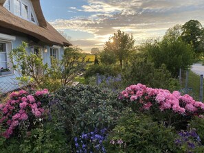 A house with a thatched roof, surrounded by a garden with pink and purple flowers. - Reethaus Vilmnitz - Ferienwohnung "vilm" - Reethaus Vilmnitz (Putbus)