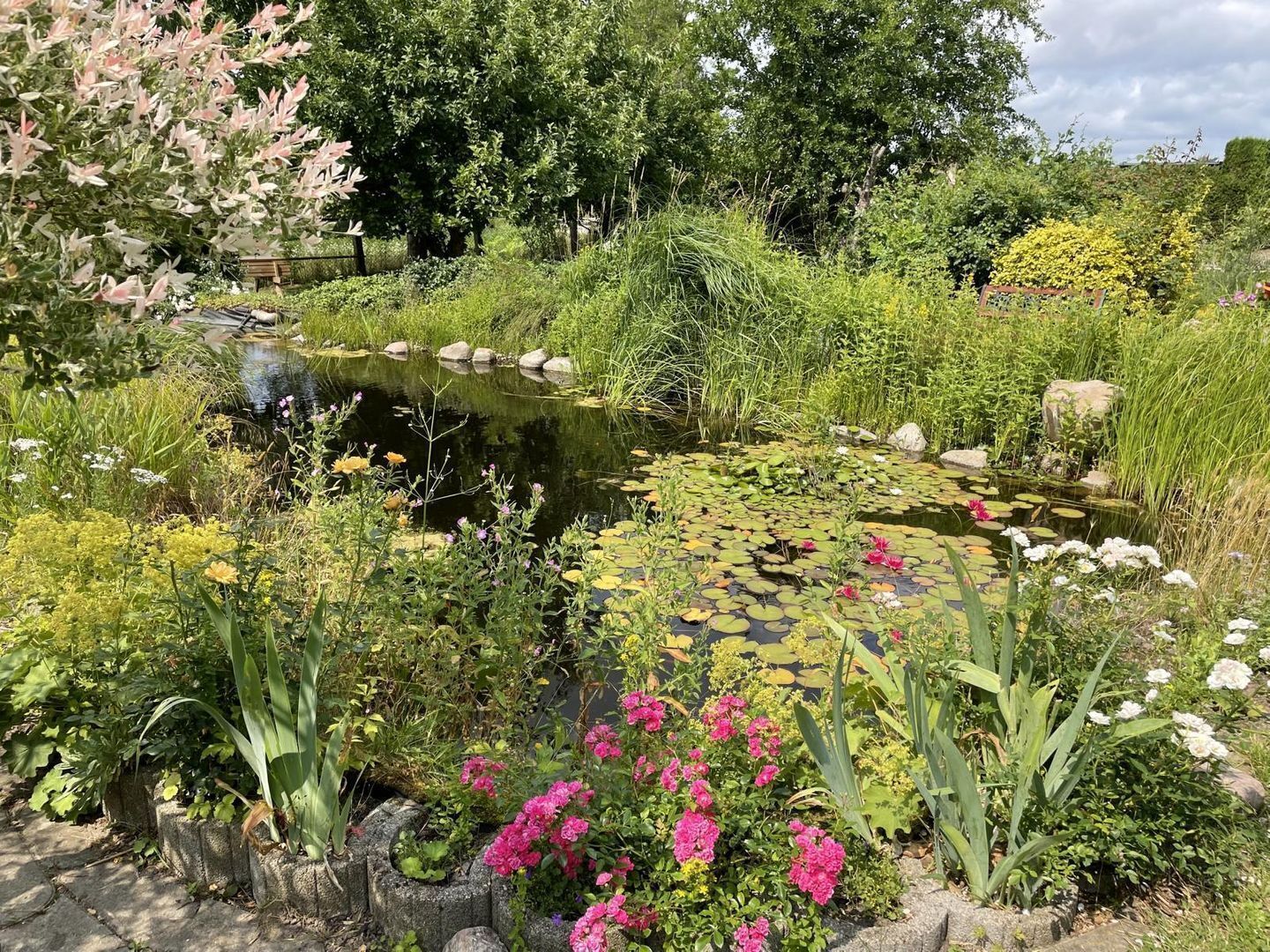 A garden with a pond surrounded by various plants and flowers.