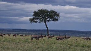 A landscape with a tree and a herd of animals grazing.