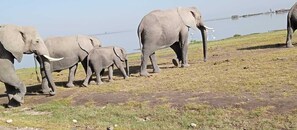 A group of elephants walking on a grassy area near a body of water.