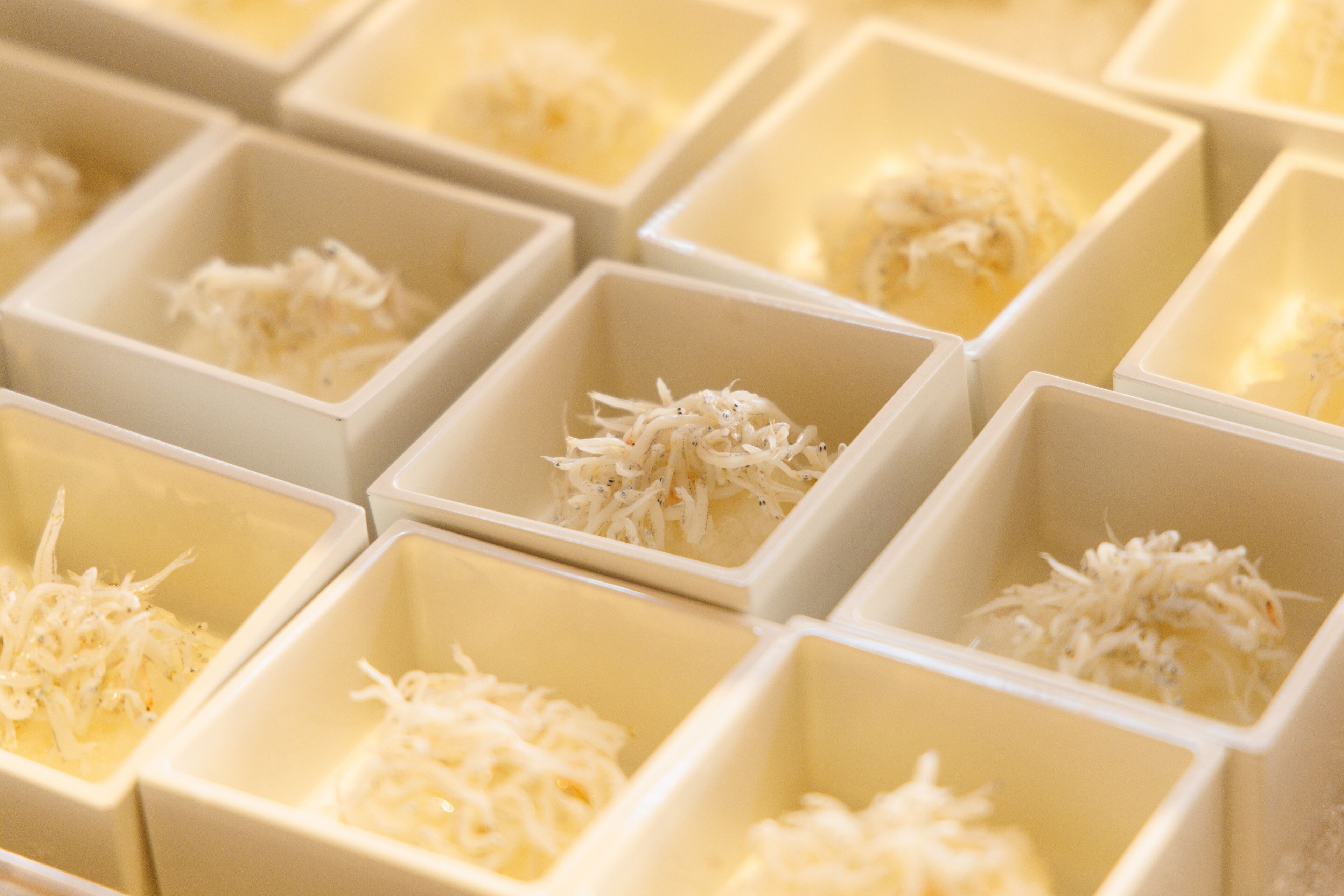 Multiple square containers with shredded material inside.