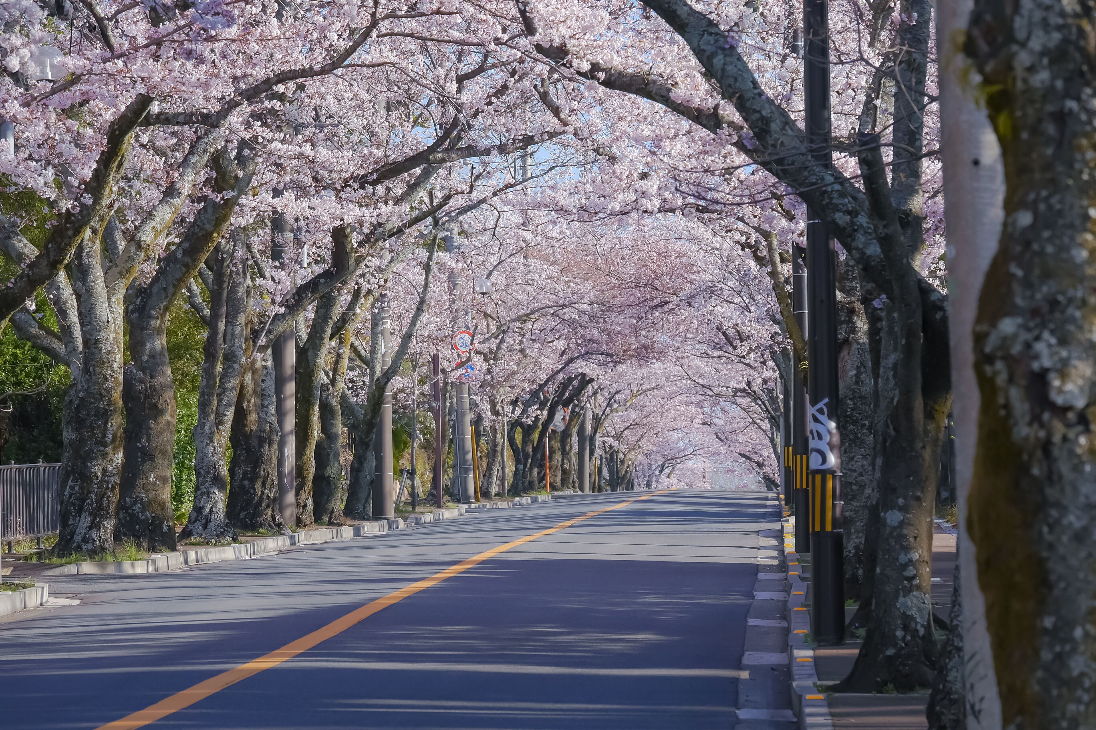 A tree-lined street with cherry blossoms.