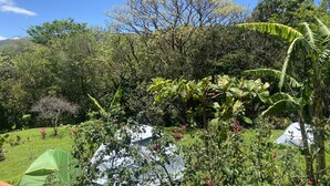 Un jardín exuberante con diversas especies de árboles y plantas, incluyendo bananos y arbustos florecientes. Se observan dos tiendas de campaña verdes al frente.