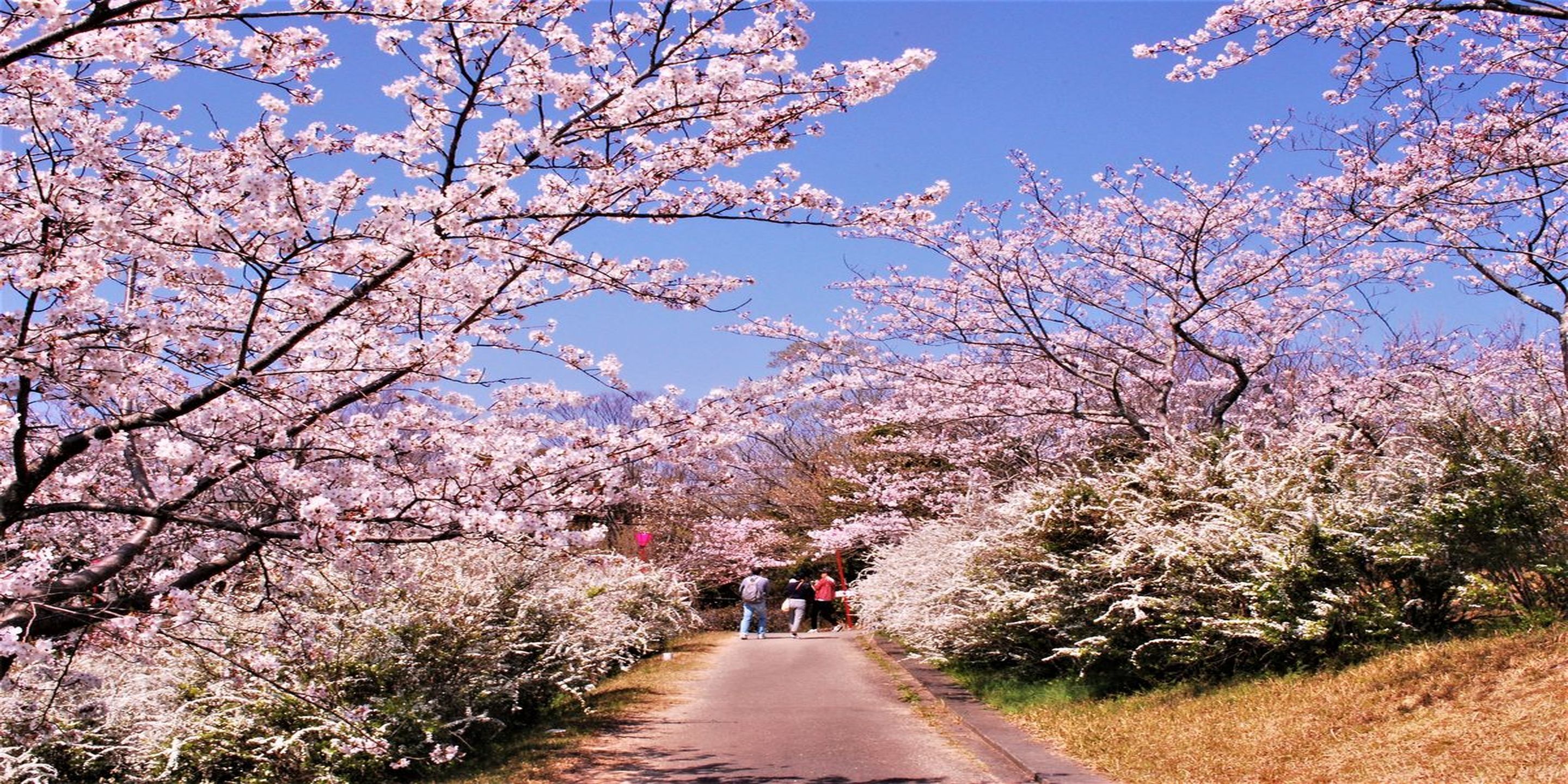 Un sentier bordé de cerisiers en fleurs.