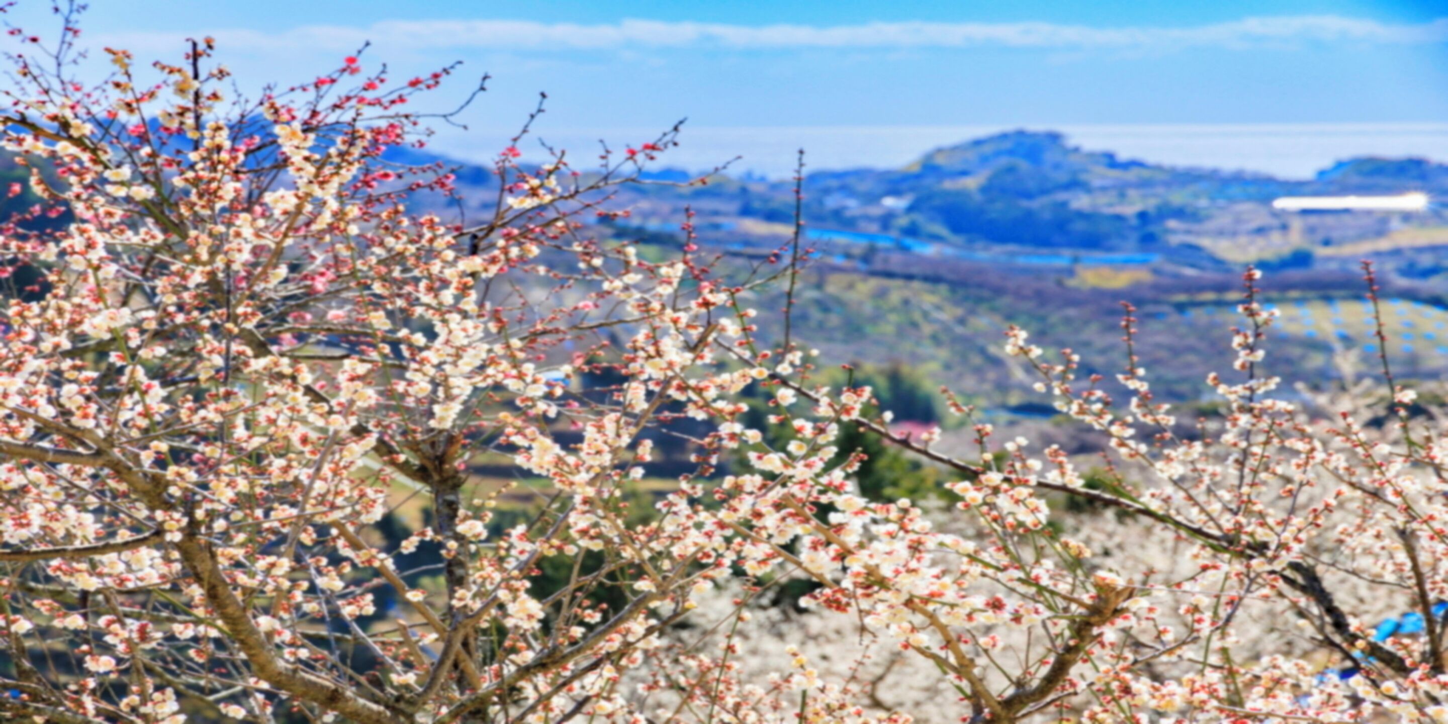 A landscape with blooming trees and distant hills.