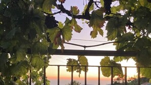 Un vignoble avec des rangées de vignes et une clôture en métal.