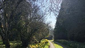 Un chemin de gravier bordé d’arbres et de jonquilles jaunes.