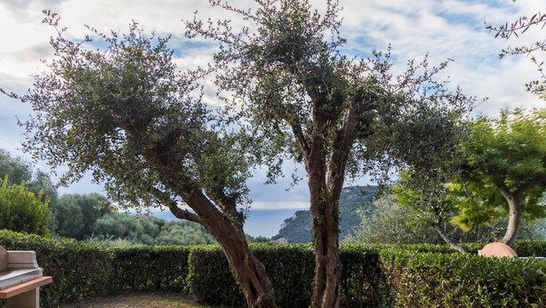 A garden with two prominent trees, a hedge, and a distant view of a mountainous coastline. - Il Borgo Apartments B2 - Sv-d600-bove3ftb (Finale Ligure)