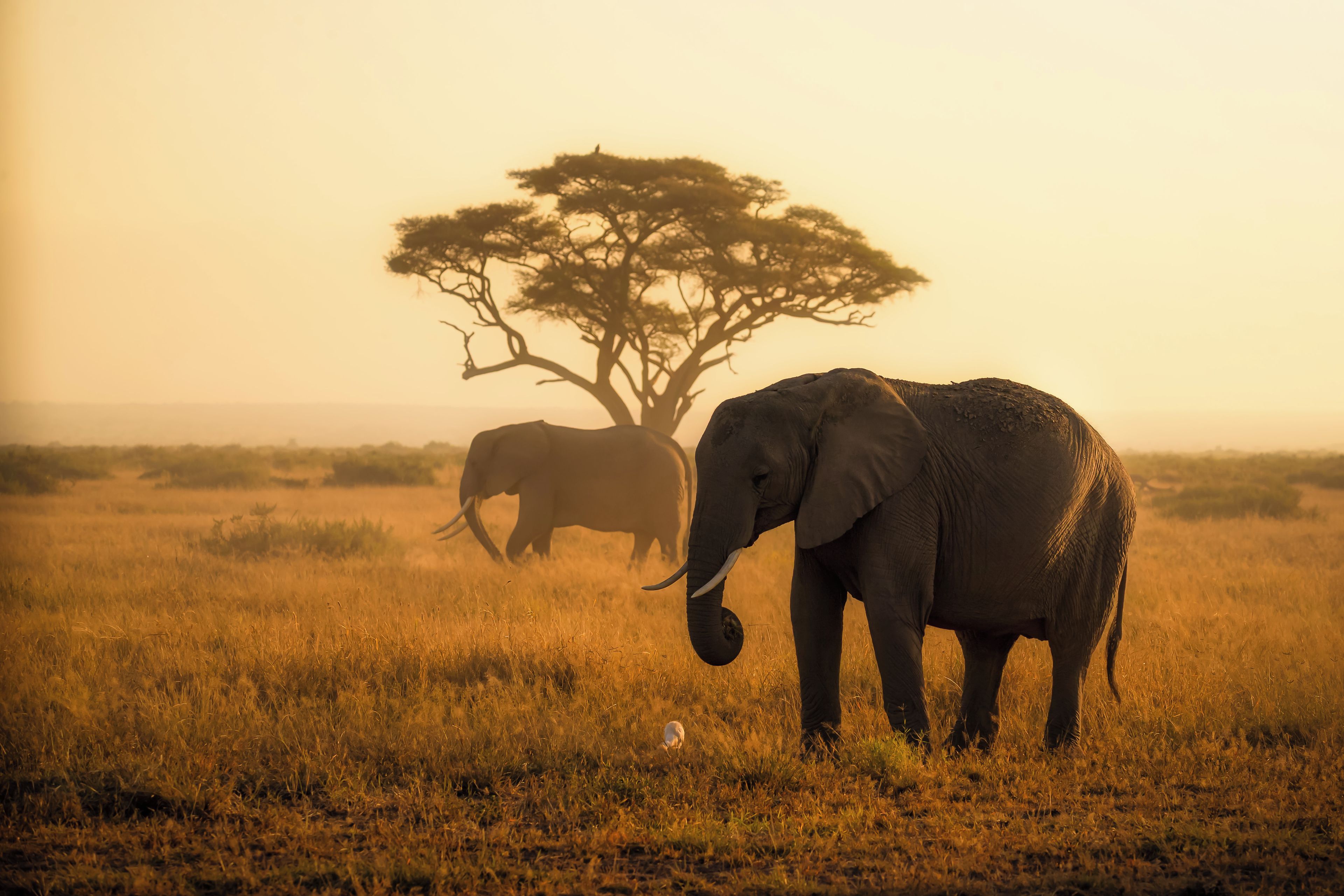 Un elefante en un campo de hierba con un árbol al fondo.