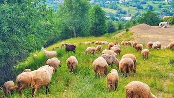 Un rebaño de ovejas pastando en una ladera cubierta de hierba, con un paisaje rural de fondo.