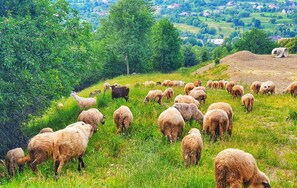 A flock of sheep grazing on a grassy hillside with a rural landscape in the background. - Vatra Boiereasca (Cacica)