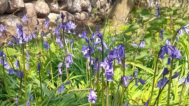 Un jardin avec des fleurs violettes et un mur de pierre.