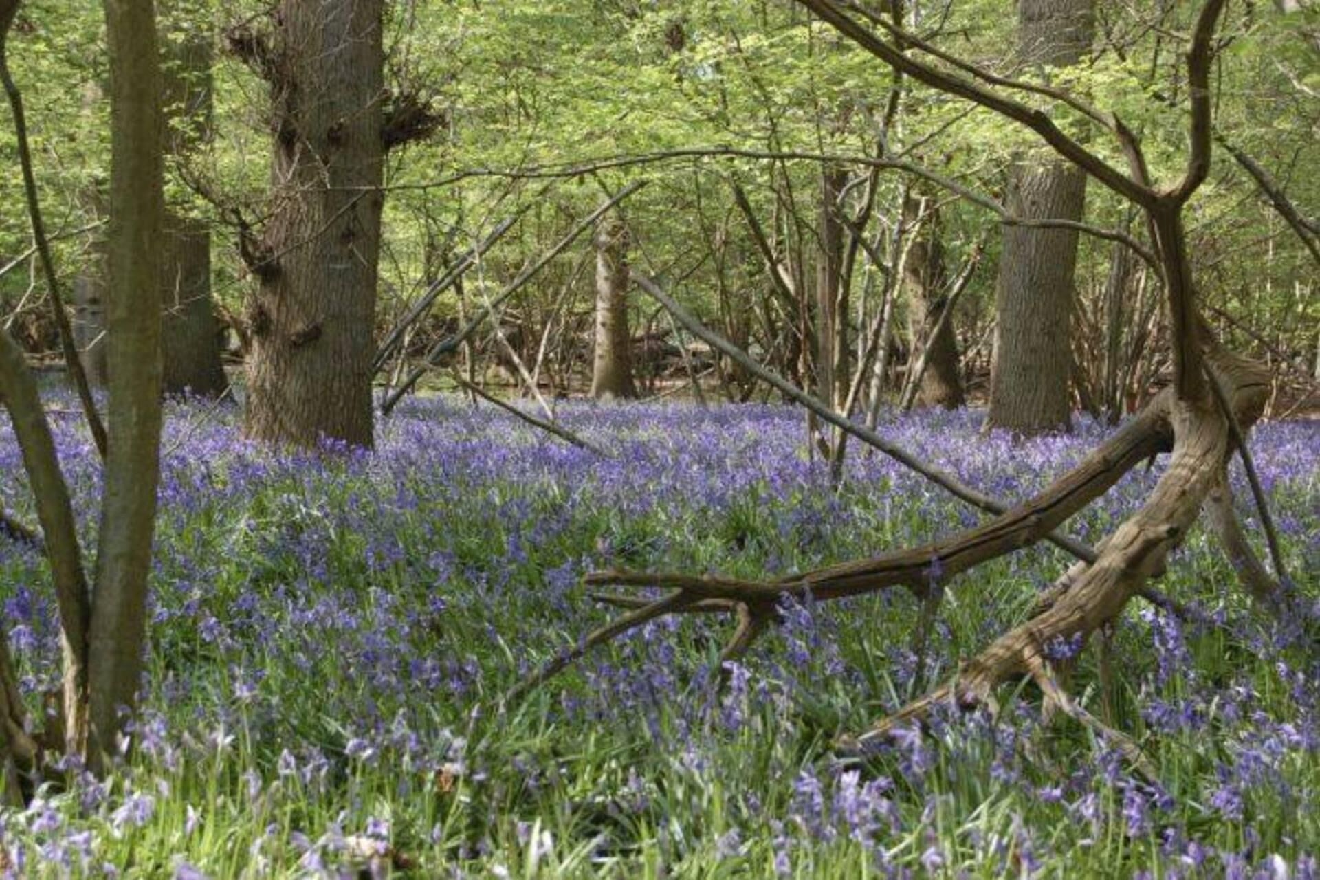 A forest with trees and a ground covered in blue flowers.