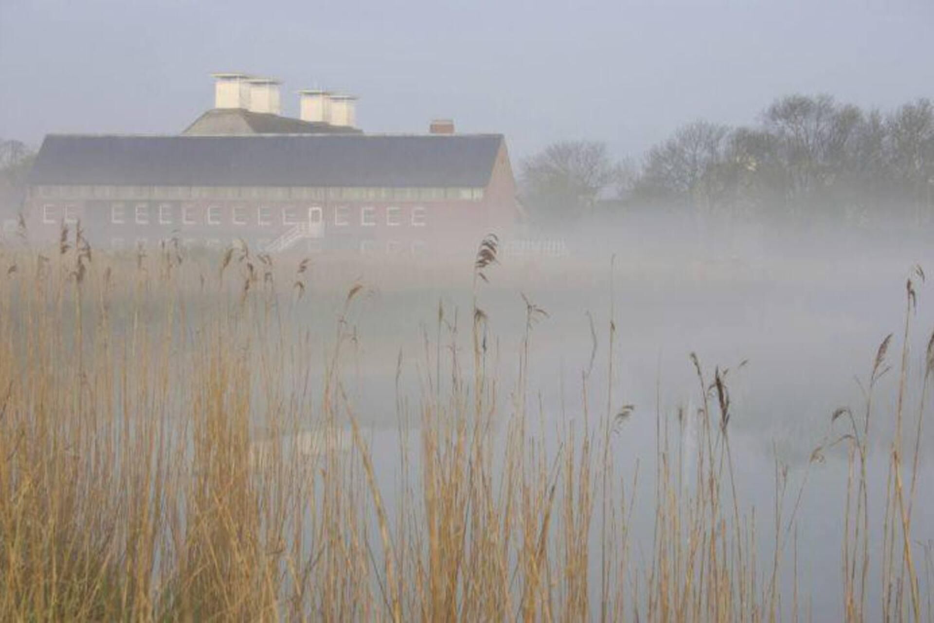 A building with a flat roof and chimneys, surrounded by tall grasses and trees in a foggy setting.