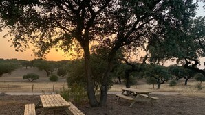 A picnic area with wooden benches under a large tree, surrounded by a dry field and sparse trees. - Old Railway Station in Evoramonte - House #1 (Evoramonte)