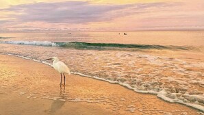 En strandscene med en fugl stående i sanden tæt på vandkanten.