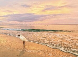 Una spiaggia nelle vicinanze, lettini da mare, teli da spiaggia