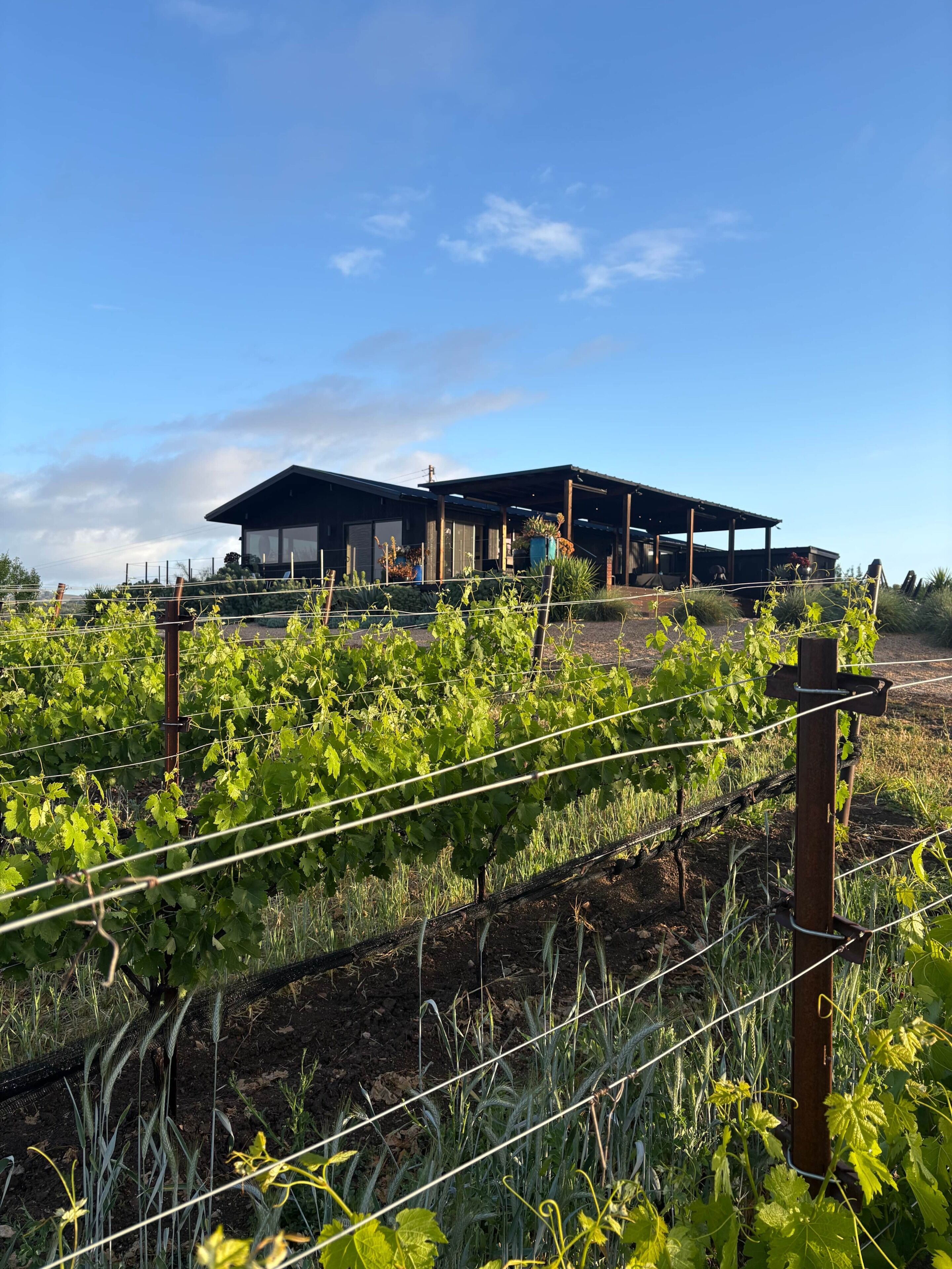 From the vines