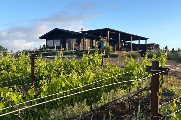 From the vines