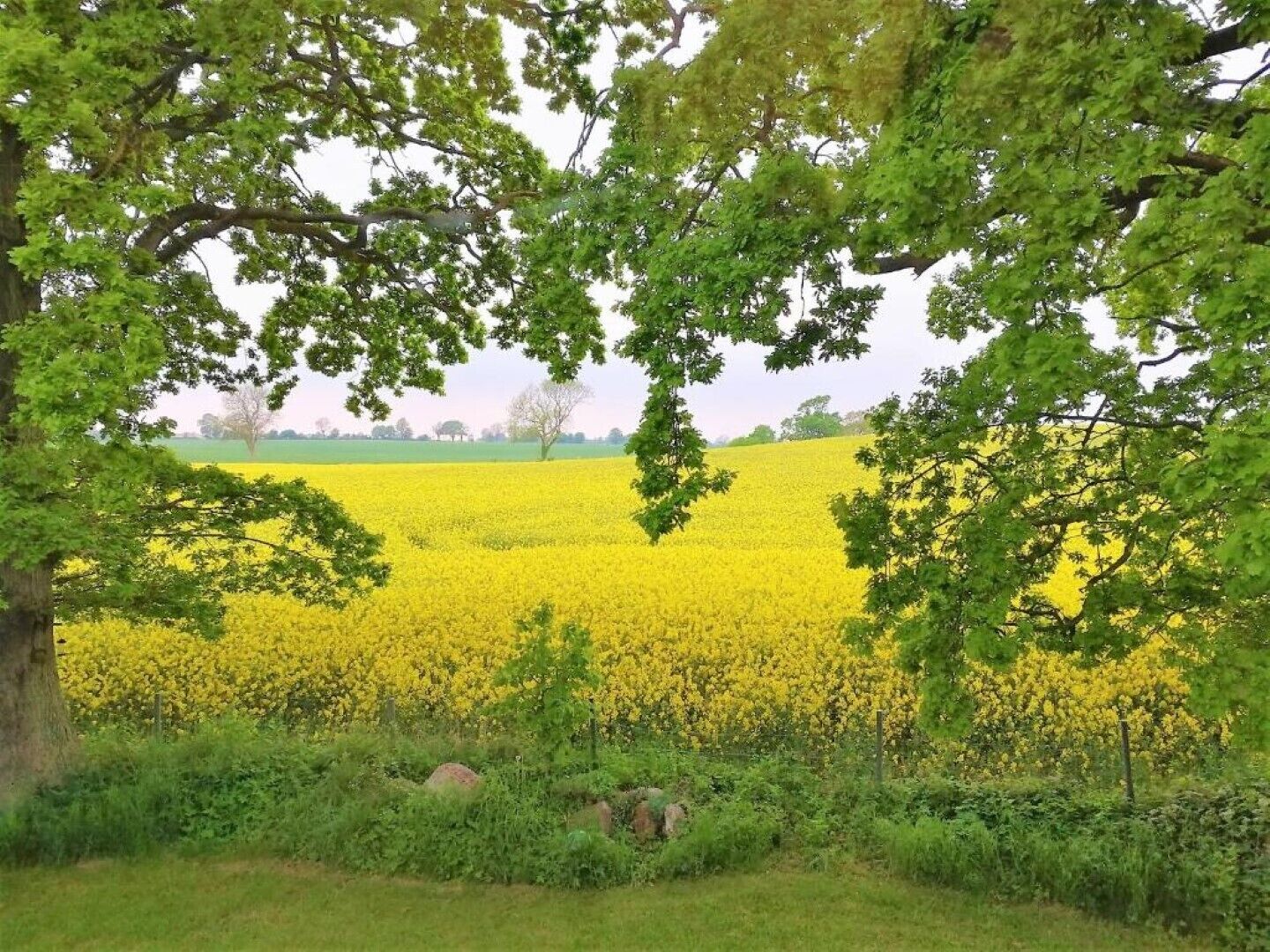 Un campo de flores amarillas con árboles al frente.