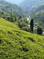 A lush green tea plantation with a winding path and a small building in the distance.