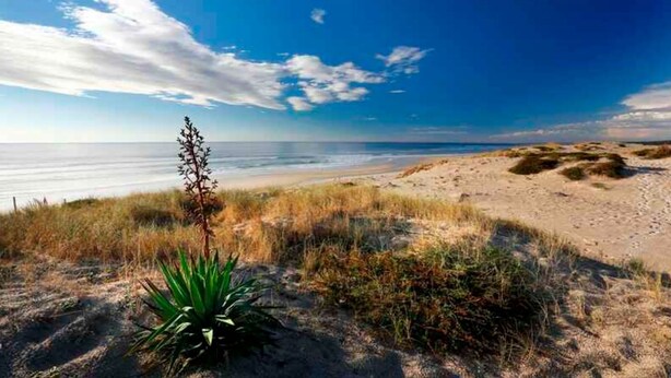 Una playa con dunas de arena, vegetación escasa y una vista despejada del océano.