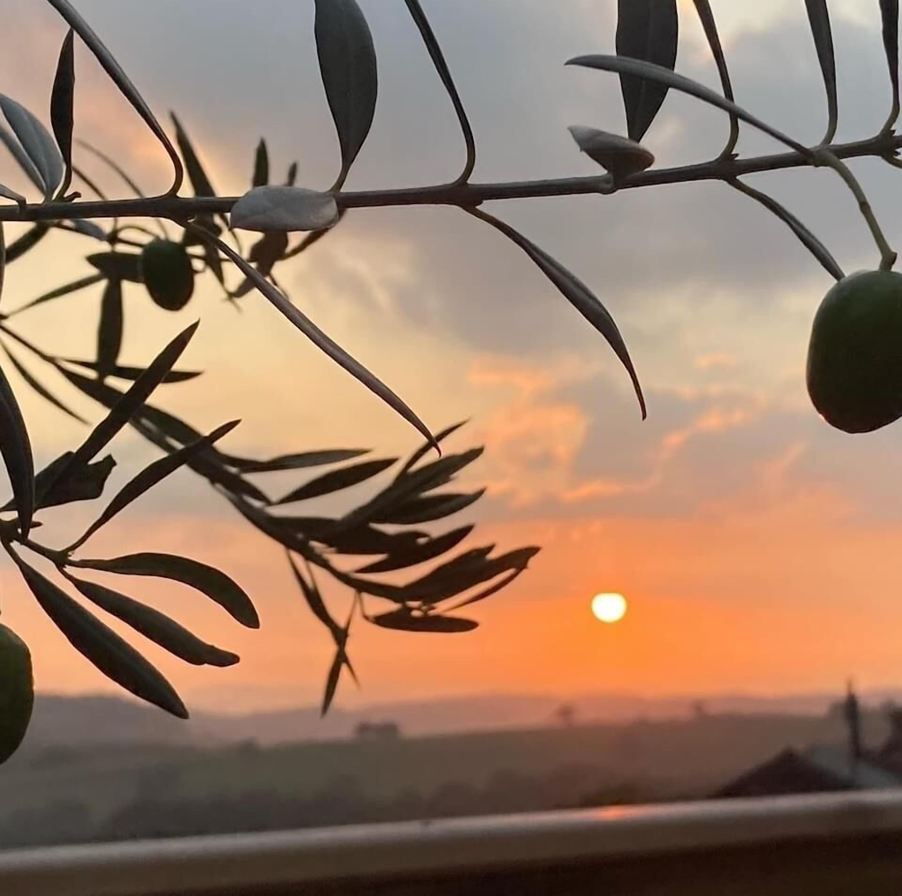 A sunset with a clear sky and silhouettes of olive branches and fruit against the horizon.