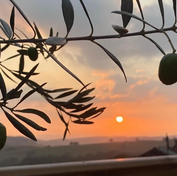 A sunset with a clear sky and silhouettes of olive branches and fruit against the horizon. - Original Roadsmans Wagon, With Breathtaking Views (Longhope)