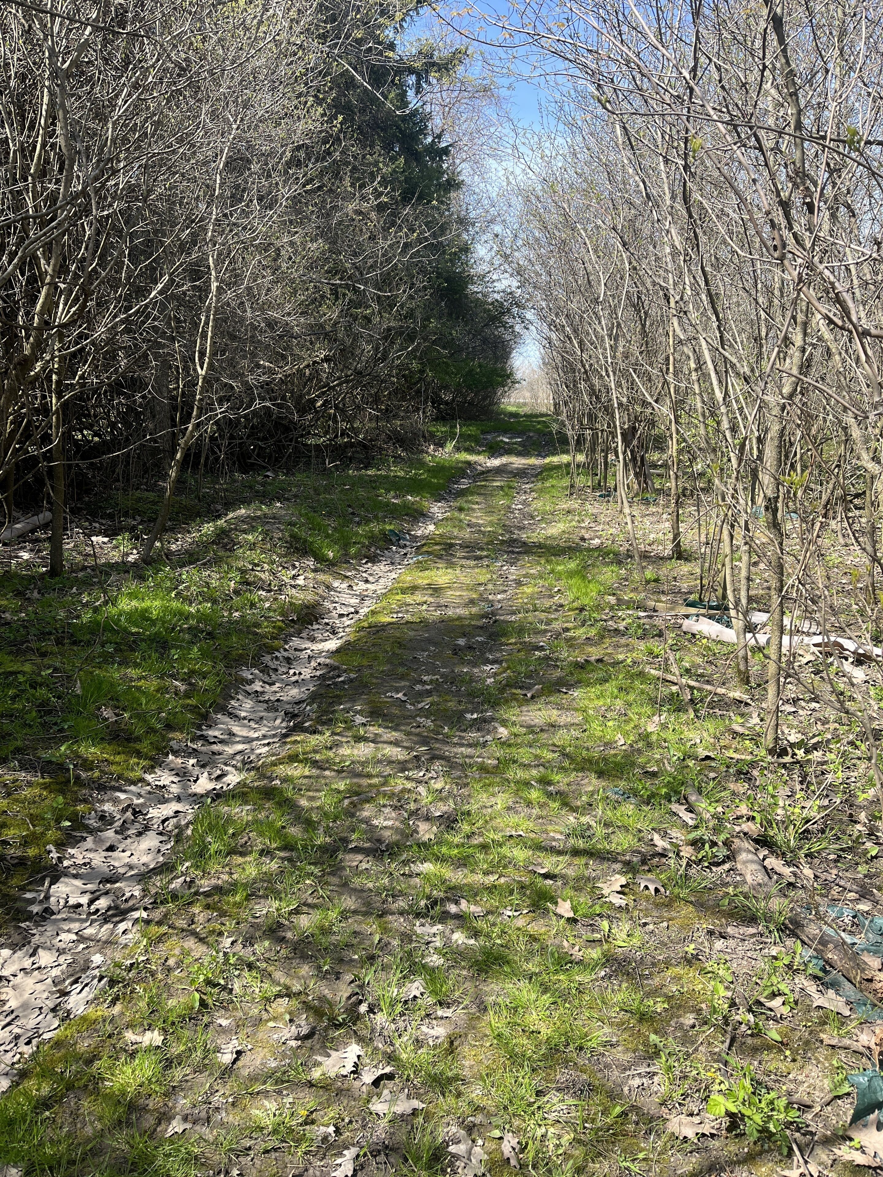 A narrow, leaf-covered path flanked by leafless trees, leading into a dense forest.