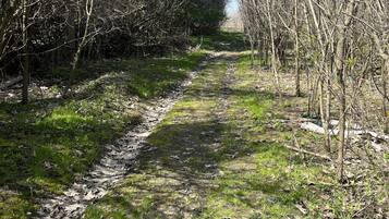 A narrow, leaf-covered path flanked by leafless trees, leading into a dense forest.