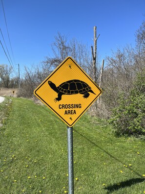En gul advarselsskilte med et skildpaddesymbol og teksten "CROSSING AREA" på en metalstolpe.