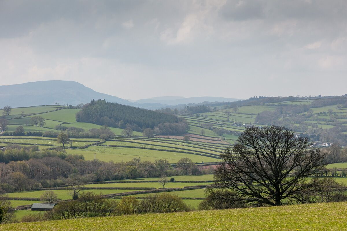 A rural landscape with rolling green fields, a prominent tree in the foreground, and distant hills under a cloudy sky.