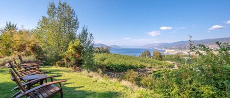 A vineyard with rows of grapevines, a wooden bench, and a view of the sea and distant hills.