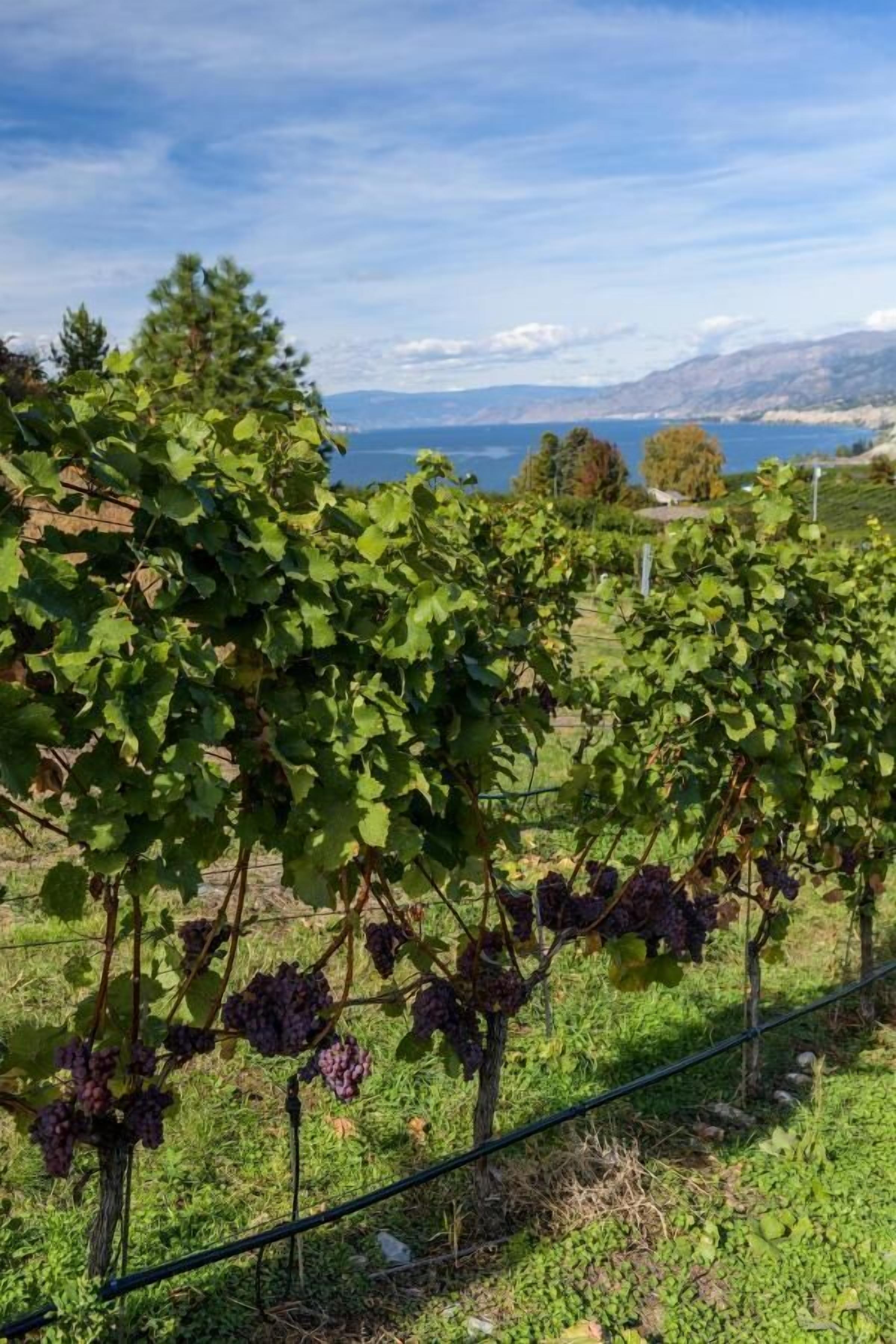 A vineyard with rows of grapevines and a view of the sea in the background.