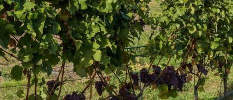 A vineyard with rows of grapevines and a view of the sea in the background.