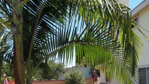 A swimming pool with a brick border, surrounded by palm trees and a grassy area.